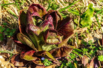 Insalata rossa biologica