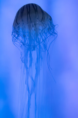 Colorful and beautiful jellyfish