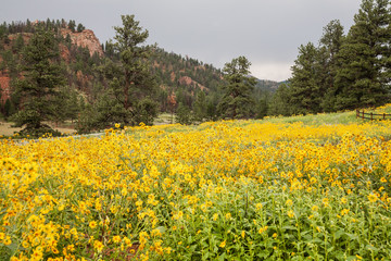 Fototapeta na wymiar Landscape Scenes from the Colorado Rocky Mountains.