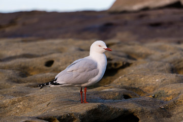 seagull on the rocks