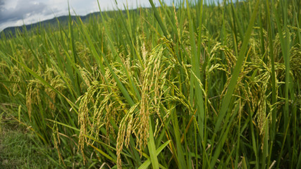 rice field in the morning
