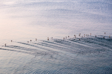 Aerial view of the soaring of a flock of red-breasted mergansers in the sea at sunset, Anticosti, Quebec, Canada