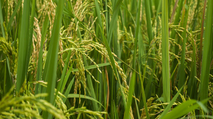 rice field in the morning