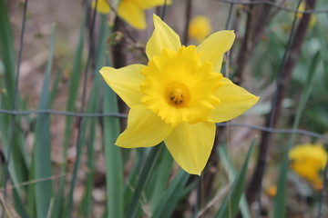 Obraz premium daffodils on a green background