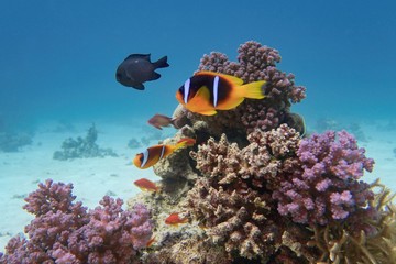 Fototapeta na wymiar Clown fish - Amphiprion bicinctus - Two-banded anemonefish. Red Sea