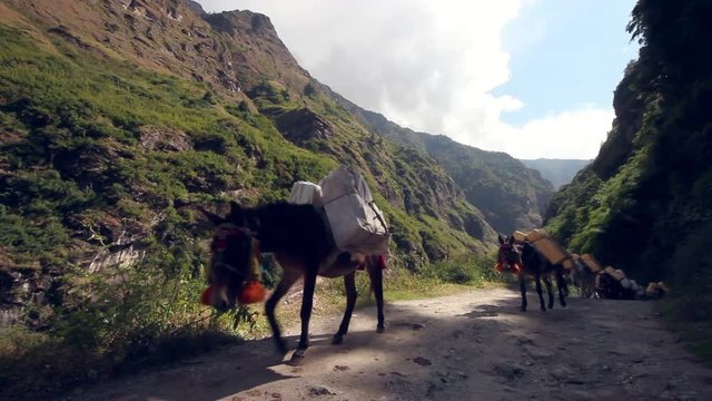 Mules hiking across path on mountain side transporting goods with amazing views in the background in Katunje Besi, Nepal