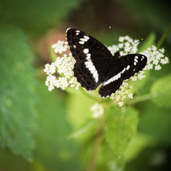 Schmetterling