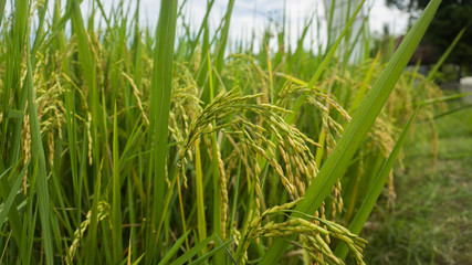 rice field in the morning