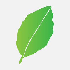 leaf icon vector