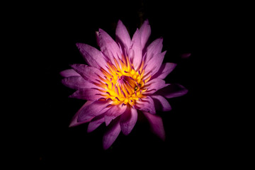 violet lotus flower 