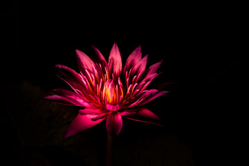 pink lotus flower