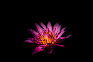 pink lotus flower
