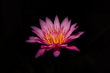 pink lotus flower