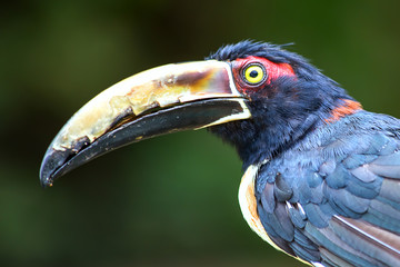 Close-up portrait of the head and the bill of a beautiful aracari. Captured in a forest near the Caribbean sea coast of Cartagena, Colombia.