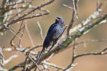 Fork-tailed Drongo bird perched on twig