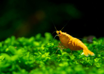 Sunkist orange yellow dwarf shrimp on green grass or aquatic moss in fresh water aquarium tank.