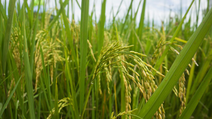 rice field in the morning