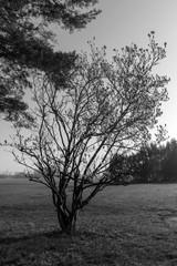 Magnolienstrauch in der Bl&uuml;te