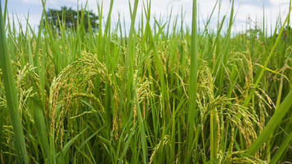 rice field in the morning