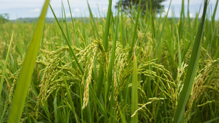 rice field in the morning