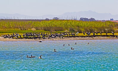 Cape Cormorants on river bank