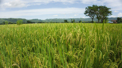 rice field in the morning