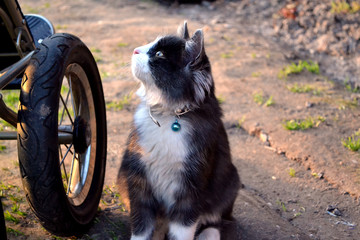 Szary kot © czerwony