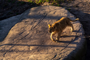 Zootiere Aalborgnemark   