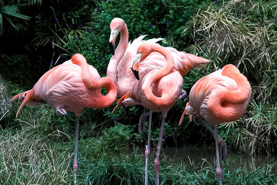 Photography of a group of four American flamingos traying to avoid the midday heat. Captured at the Anean mountains of southern Colombia.