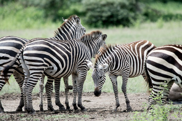 Obraz na płótnie Canvas Zebra in National park Manyara Tanzania