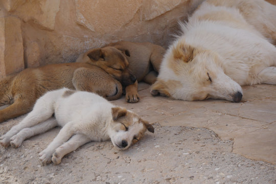 Schlafende Hunde" Bilder – Durchsuchen 13 Archivfotos, Vektorgrafiken und  Videos | Adobe Stock