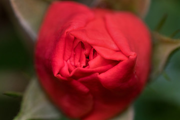 Rose von oben (Nahaufnahme)