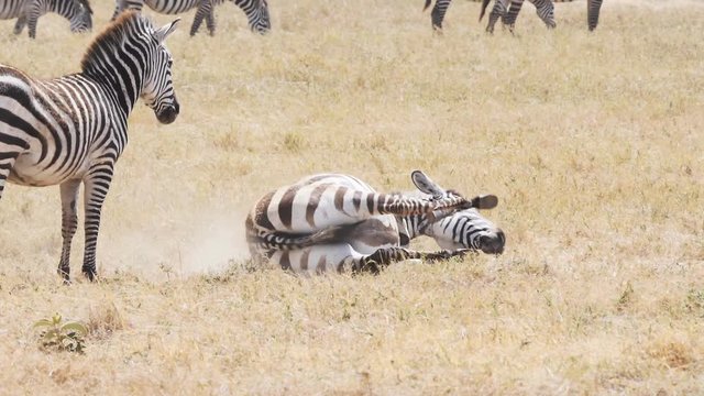a 180p slow motion clip of a zebra having a dust bath while another zebra watches on at ngorongoro crater in tanzania