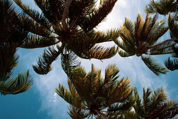 Beautiful palm trees lashed by the wind in wild dominican beach: Playa Coson, Las Terrenas,...