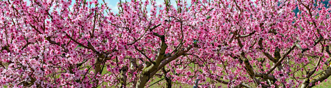 pink blossoms on fruit trees