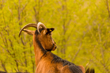 goats brown black on  the mountain tzoumerka ioannina greece