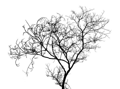 Bare tree branches silhouette on a white background.