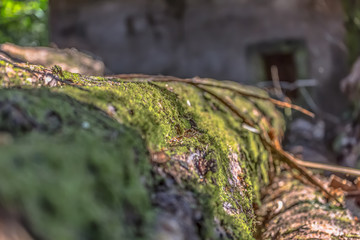 View of trunk in perspective, with moss detail in focus