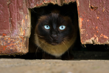 Dark cat in a hole with clear eyes