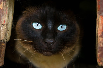 Dark cat in a hole with clear eyes