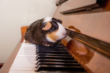 Funny guinea pig in hat on piano