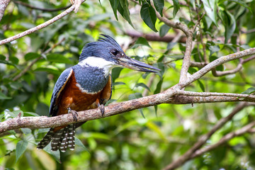 A ringed kingfisher standing on a branch. Photographed in a forest near the Caribbean sea coast of Cartagena, Colombia.