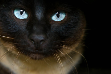 Dark cat in a hole with clear eyes