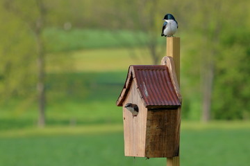 A pair of Tree Swallows at their nest box.