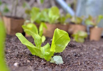 close on lettuce seedling growing in the soil of vegetable garden