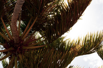 Naklejka premium Beautiful palm trees lashed by the wind in wild dominican beach: Playa Coson, Las Terrenas, Dominican Republic.