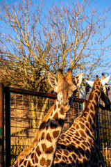 Zootiere Aalborg, Dänemark