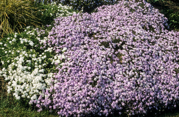 Obraz premium phlox, phlox subulata, variete marjorie