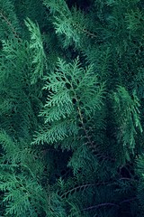 Green pine leaf texture pattern background