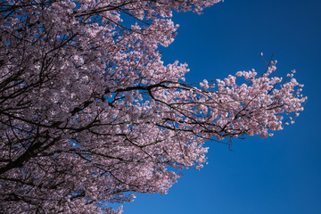 手取川堰堤を彩るソメイヨシノ